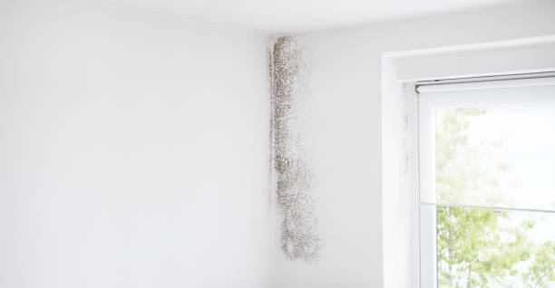 Best Mold Prevention Services  in Midland Park, NJ