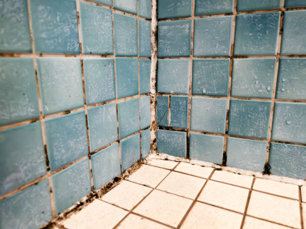 Best Mold Remediation for Healthcare Facilities  in Midland Park, NJ