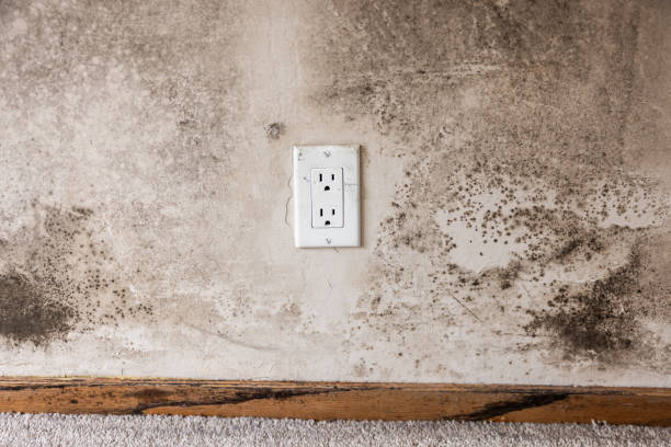 Best Basement Mold Removal  in Midland Park, NJ